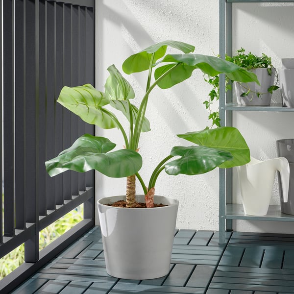 Balcon : grande plante, balustrade, étagère avec plantes.