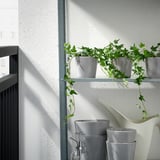 Trois plantes en pot sur une étagère près d’une fenêtre, avec un arrosoir à proximité.