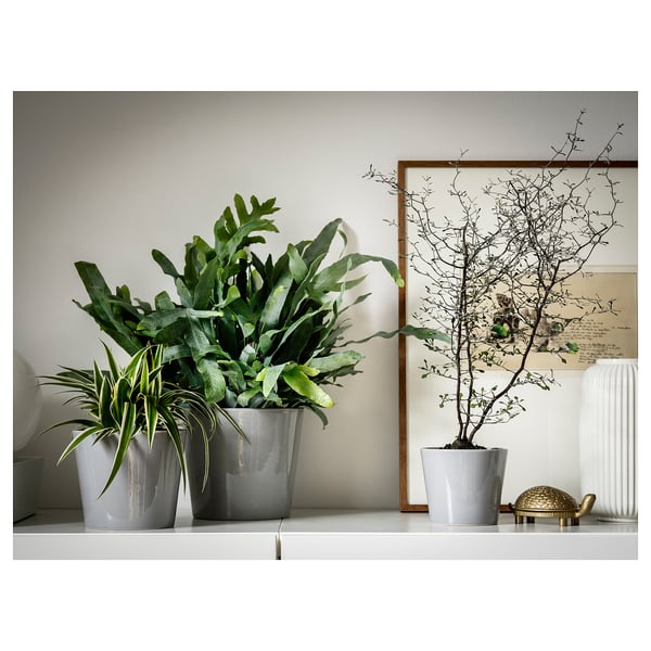 Trois plantes en pot sur une étagère blanche ; deux verts luxuriants dans des pots gris, une branche nue en blanc ; design minimaliste.