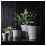 Six pots en céramique blanche de différentes tailles, abritant des plantes vertes, disposés sur une étagère en bois sombre contre un mur en bois sombre.