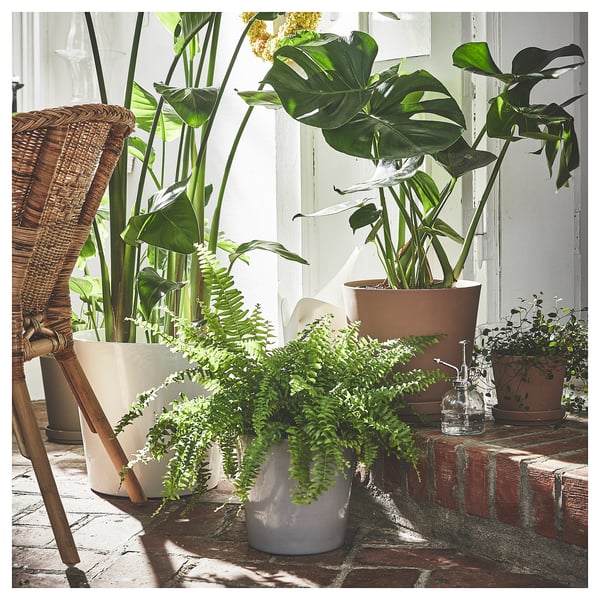 Rebord de fenêtre avec des pots blancs contenant diverses plantes vertes luxuriantes, certaines dans un panier en osier, créant une sensation de jardin intérieur.