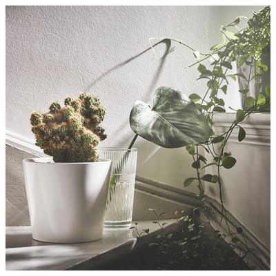 Rebord de fenêtre cactus et verre