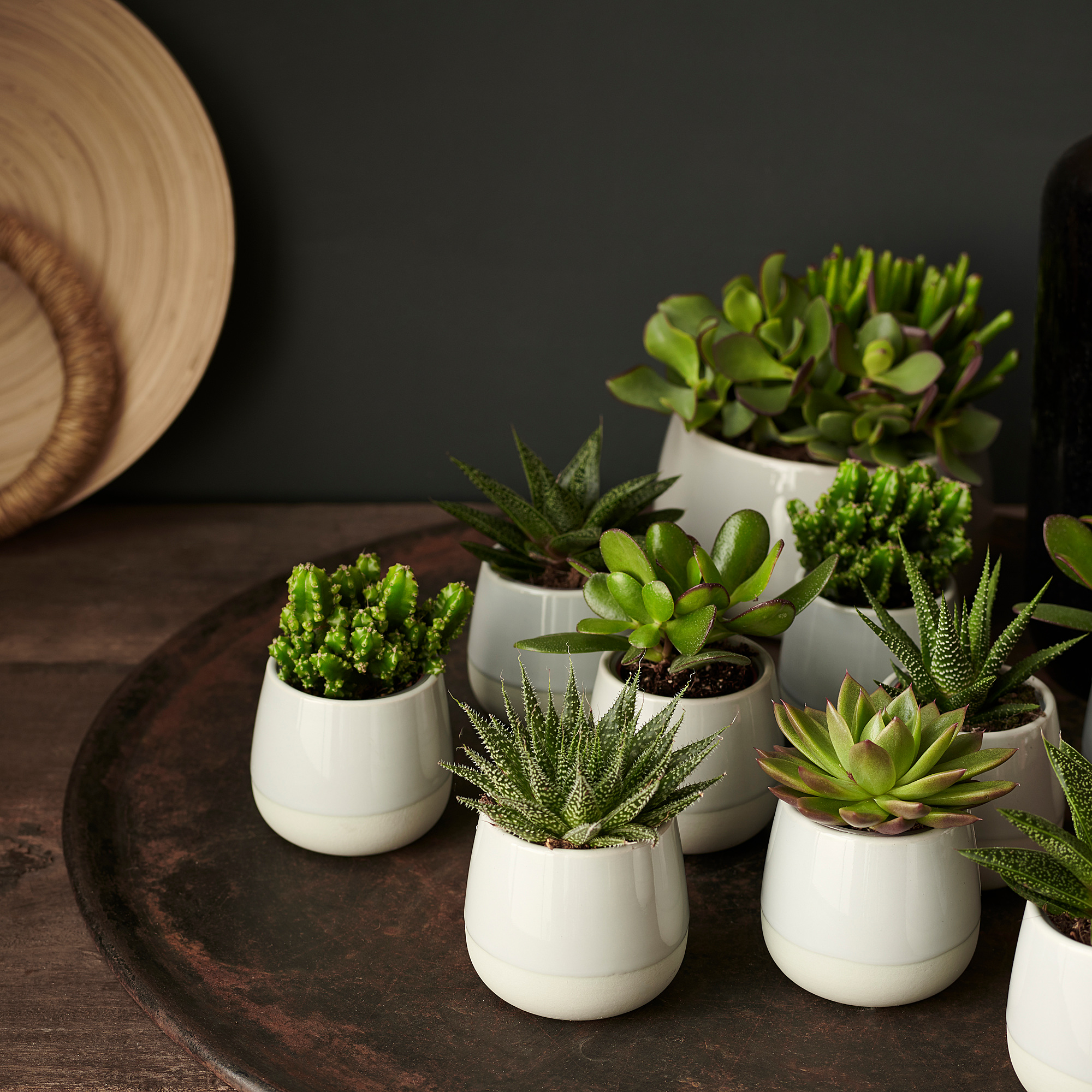 Plante D Intérieur Facile D Entretien Ikea