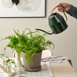 La main verse l’arrosoir vert VATTENKRASSE sur la plante d’intérieur. Acier galvanisé, décoration intérieure élégante pour l’entretien des plantes d’intérieur.