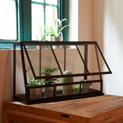 Kleine binnenkas met planten op houten tafel, dichtbij raam.