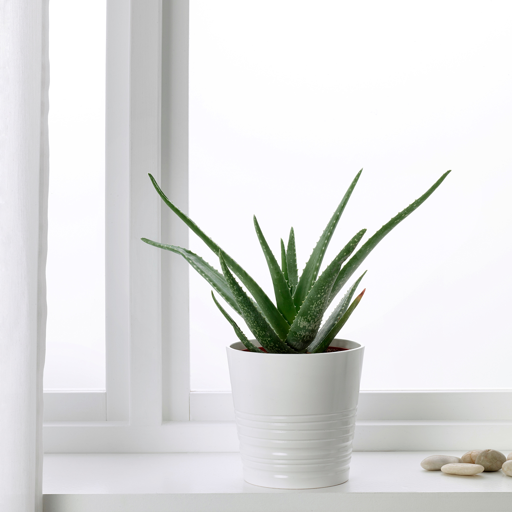 ALOE VERA Potplant, Aloë. Koop vandaag IKEA