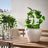 Plant met wijnglazen