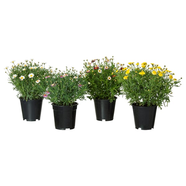 Vier potplanten met witte, gele, roze bloemen in zwarte plastic potten.