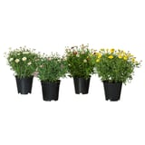 Vier potplanten met witte, gele, roze bloemen in zwarte plastic potten.