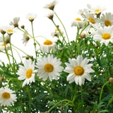 Cluster van witte madeliefjes met gele centra, gedijend in groen gebladerte.