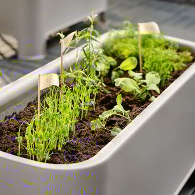 Een grijze ASPAREN stapelende plantenbak met kleine groene planten en etiketten die erwten zeggen.