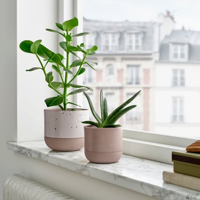 Twee planten op de vensterbank. Roze potten, uitzicht op de stad.