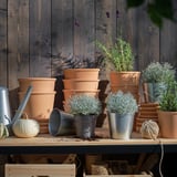 Rustieke plank met planten, potten, pompoenen en touw, omlijst door houten achtergrond.