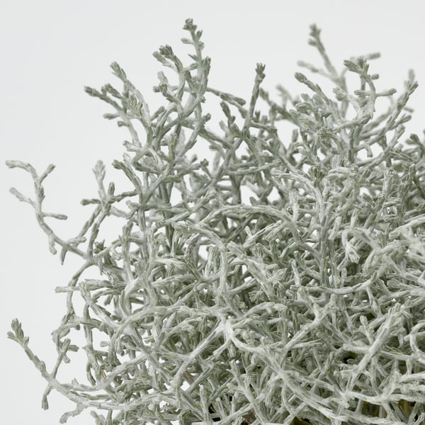 Close-up van weelderige, gezonde kussenstruik met ingewikkeld, zilverachtig gebladerte.