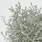 Close-up van weelderige, gezonde kussenstruik met ingewikkeld, zilverachtig gebladerte.
