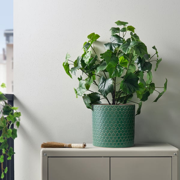 Groene plant op plank met bezem; Vorstbestendig.