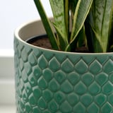 Groene geglazuurde plantenbak met plant voor het houden van bladpatroon.