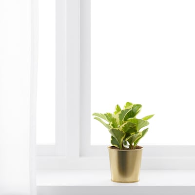 Een kleine potplant staat bij een raam en verfraait het interieur met zijn messingkleurige plantenbak.