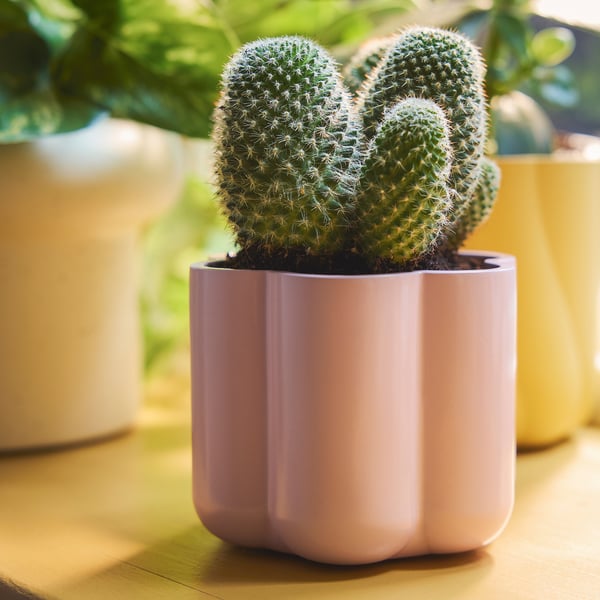Kleine cactus in lichtroze, geribde pot op een houten tafel met wazig groen op de achtergrond.
