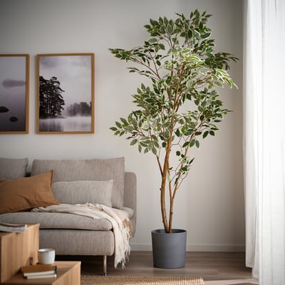 FEJKA Kunstplant, binnen/buiten/Ficus Benjamin, 23 cm