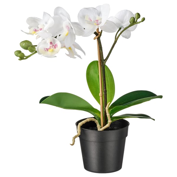 Fejka Kunstplant Orchidee Wit Koop Hier Ikea