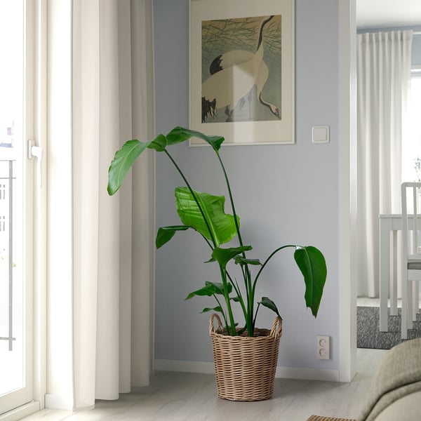 Een grote groene plant in een gevlochten mand zit onder een ingelijste foto, tussen witte gordijnen en een bed, en voegt leven toe aan de hoek van een kamer.