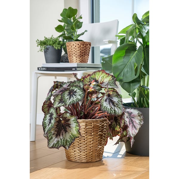 FRIDFULL Sierpot, waterhyacint, 19 cm