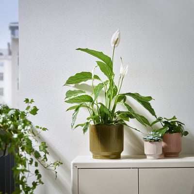 Drie kleurrijke ceramische potten op roomsideboard, die installaties van verschillende grootte en types tegen een grijze muur houden.