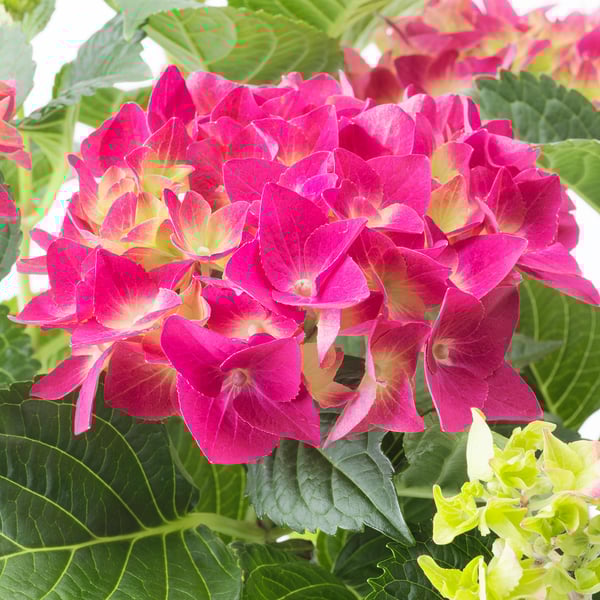Levendige roze hortensia bloeit omgeven door weelderige groene bladeren. Hoogwaardig arrangement, weelderig en fris.