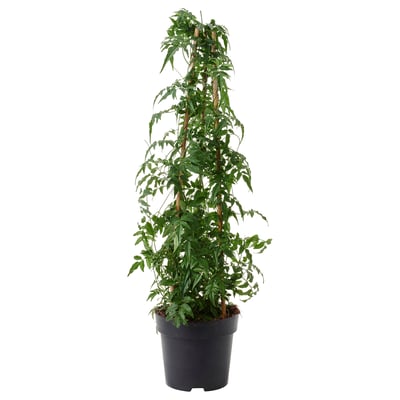 Groene plant in pot, JASMINUM, in zwarte container, weelderig en levendig, ideaal voor huisdecoratie.