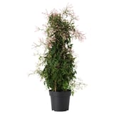 Potplant met roze bloemen.
