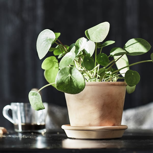 Plant naast koffiekopje