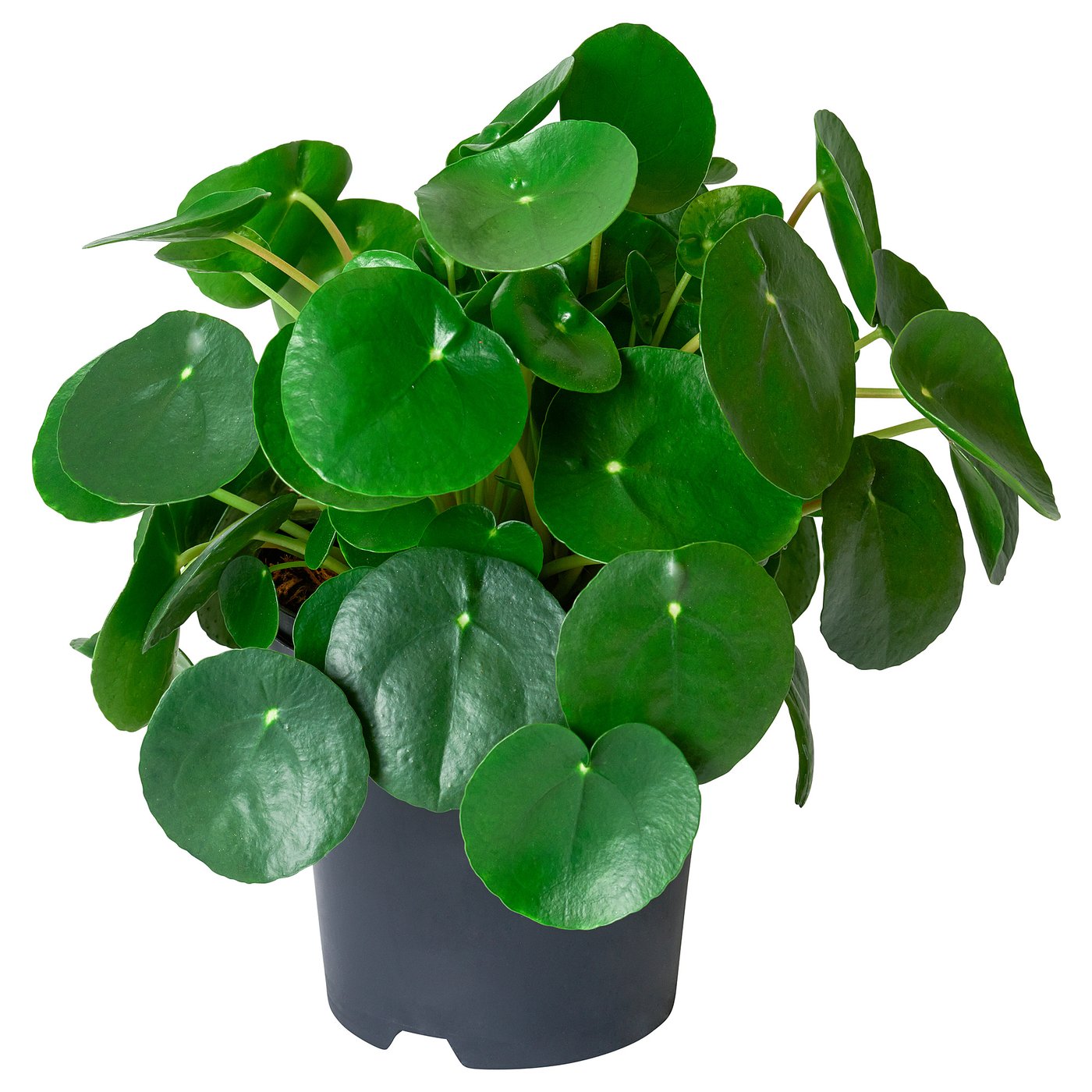 PILEA PEPEROMIOIDES Potplant Pannenkoekenplant IKEA