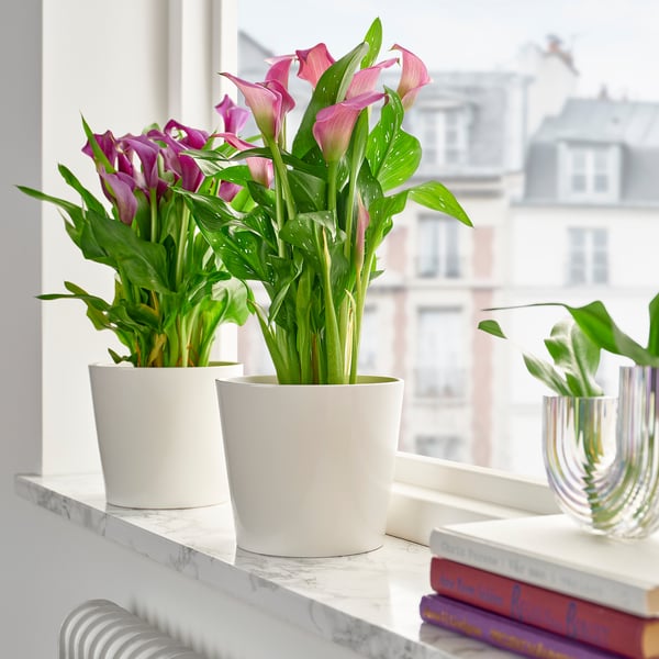 Twee ZANTEDESCHIA-planten in witte potten staan op een marmeren plank bij een raam, groter dan boeken in de buurt.