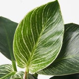 PHILODENDRON WHITE WAVE زرع في وعاء, فيلوديندرون, 12 سم