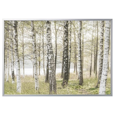 BJÖRKSTA Picture with frame, birches/aluminium-colour, 200x140 cm