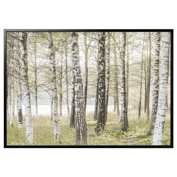 BJÖRKSTA Picture with frame, birches/black, 200x140 cm