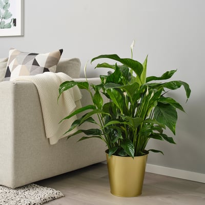 DAIDAI Plant pot, brass-colour, 24 cm