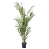 FEJKA Artificial potted plant, in/outdoor/Kentia palm, 15 cm