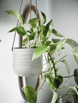 KAPKRUSBÄR Hanging planter, light grey, 12 cm