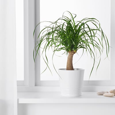 Potted beaucarnea on windowsill with long, arching green leaves.
