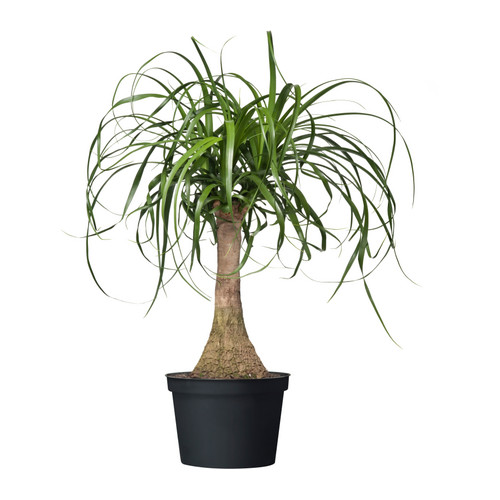 beaucarnea recurvata potted plant__0121090_PE277872_S4