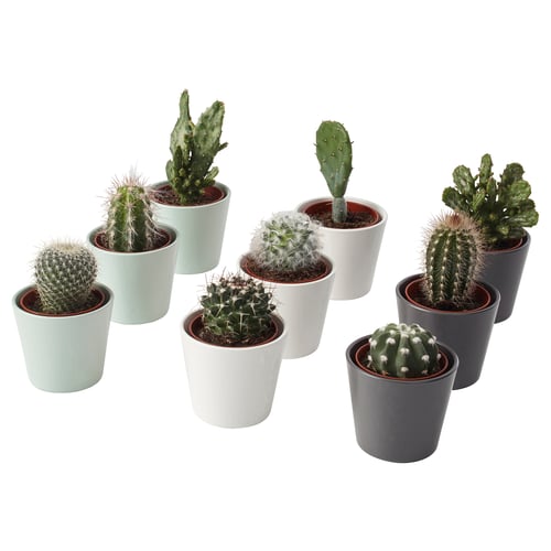 Assorted cacti in pastel & grey pots. Modern minimalist design, easy-care, polypropylene pots, tempered glass base.