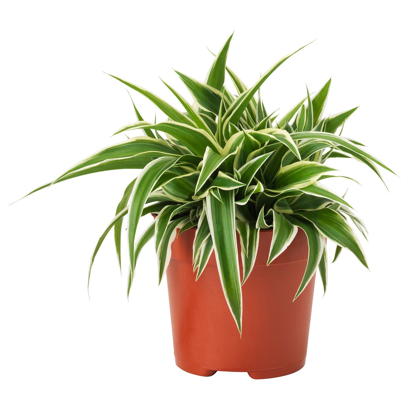 CHLOROPHYTOM VARIEGATUM Potted plant, Spider plant, 5 "