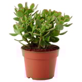 CRASSULA OVATA Potted plant, Money tree, 6 "