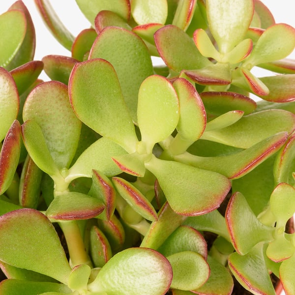 CRASSULA OVATA Potted plant, Money tree, 6 "