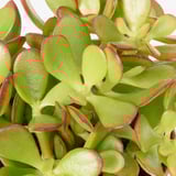 CRASSULA OVATA Potted plant, Money tree, 6 "