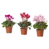 CYCLAMEN Potted plant, Alpine violet, 4 "