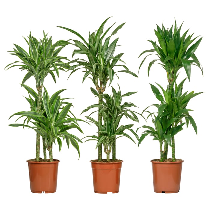Indoor & Potted Plants IKEA CA