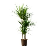 DRACAENA MARGINATA Potted plant, Dragon tree/3-stem, 8 "